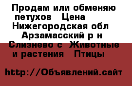 Продам или обменяю петухов › Цена ­ 400 - Нижегородская обл., Арзамасский р-н, Слизнево с. Животные и растения » Птицы   